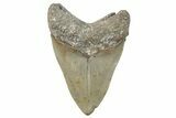 Serrated, Fossil Megalodon Tooth - North Carolina #270749-2